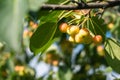 Many small red apples on the branches apple tree, sunny day, Royalty Free Stock Photo