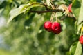 Many small red apples on the branches apple tree, sunny day, Royalty Free Stock Photo