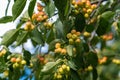 Many small red apples on the branches apple tree, sunny day, Royalty Free Stock Photo