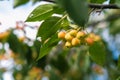 Many small red apples on the branches apple tree, sunny day, Royalty Free Stock Photo