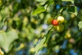 Many small red apples on the branches apple tree, sunny day, Royalty Free Stock Photo