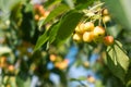 Many small red apples on the branches apple tree, sunny day, Royalty Free Stock Photo