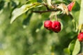 Many small red apples on the branches apple tree, sunny day, Royalty Free Stock Photo