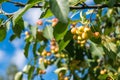 Many small red apples on the branches apple tree, sunny day, Royalty Free Stock Photo