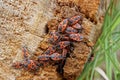 many small red black beetles on brown wood