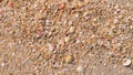 Small shells lie on the sand. Seashore, beach