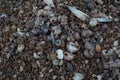 many small seashells blue pink purple colors, pebbles lie in sand on shore, beach of Baltic sea, close-up