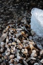 Many small shells on the beach