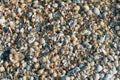 Many small shells on the seashore. Natural backgrounds and textures Royalty Free Stock Photo