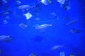 Many small silver fish in a bright blue aquarium Royalty Free Stock Photo