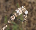 many small snails clinging to the dried plant Royalty Free Stock Photo