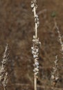 many small snails clinging to the dried plant near the beach Royalty Free Stock Photo