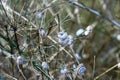 Many small snails clinging to the grass Royalty Free Stock Photo