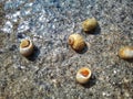 Many small snails are found on the seafront Royalty Free Stock Photo