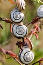 Many small snails Royalty Free Stock Photo