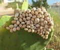 many small snails Royalty Free Stock Photo