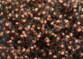 Many small spiders in nest Royalty Free Stock Photo