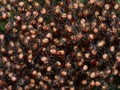 Many small spiders in nest Royalty Free Stock Photo