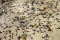 Many small tadpoles swim in the water Royalty Free Stock Photo