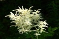 Flowers Aruncus dioicus