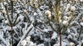 Many small trees. The branches of the Christmas tree are covered with snow, natural spruce. Winter background Royalty Free Stock Photo