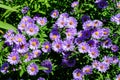 Many small vivid blue flowers of Aster amellus plant, known as the European Michaelmas daisy, in a garden in a sunny autumn day,