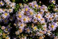 Many small vivid blue flowers of Aster amellus plant, known as the European Michaelmas daisy, in a garden in a sunny autumn day,