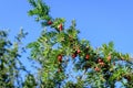 Many small vivid green leaves and red poisonous fruits of Thuja coniferous tree, commonly known asarborvitaes, thujas or cedars in