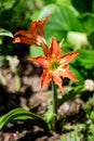 Many small vivid orange red flowers of Lilium or Lily plant in a British cottage style garden in a sunny summer day, beautiful