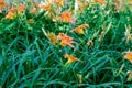 Many small vivid orange red flowers of Lilium or Lily plant in a British cottage style garden in a sunny summer day, beautiful