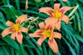 Many small vivid orange red flowers of Lilium or Lily plant in a British cottage style garden in a sunny summer day, beautiful Royalty Free Stock Photo