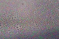 Many small water drops on the surface of cellphone hydriphobic coated glass screen Royalty Free Stock Photo