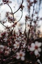 Many small white apricot flowers Royalty Free Stock Photo