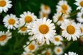 Many small white chamomile flowers Royalty Free Stock Photo