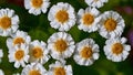 Many small white chamomile flowers Royalty Free Stock Photo
