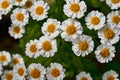 Many small white chamomile flowers Royalty Free Stock Photo