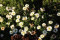 Many small white flowers of asters with green leaves on a wilting bush in an autumn park Royalty Free Stock Photo