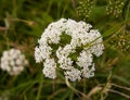 Many small white flowers on a bush close-up on thin stem plants