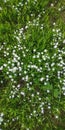 Many small white flowers