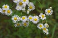Many small white wild flowers of daisies on stems Royalty Free Stock Photo