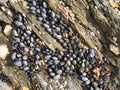 Many small wild mussels growing on a rock at Scousburgh Spiggie Beach in Shetland, UK. Royalty Free Stock Photo