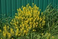 Many small wild yellow flowers in the green grass near the metal wall Royalty Free Stock Photo