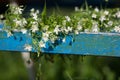 Many small wildflowers on blue bench