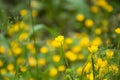 Many small yellow flowers grow in the summer on the lawn. Royalty Free Stock Photo