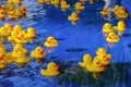 Many small yellow rubber duck toys are floating in the water. Lots of fun ducklings float in blue pool. Royalty Free Stock Photo