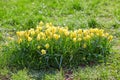 Many small yellow tulips