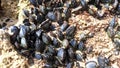 Many small young mussels attached to the rock visible after the low tide of the ocean Royalty Free Stock Photo