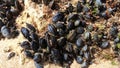 Many small young mussels attached to the rock visible after the low tide of the ocean Royalty Free Stock Photo