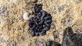 Many small young mussels attached to the rock visible after the low tide of the ocean Royalty Free Stock Photo