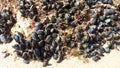 Many small young mussels attached to the rock visible after the low tide of the ocean Royalty Free Stock Photo